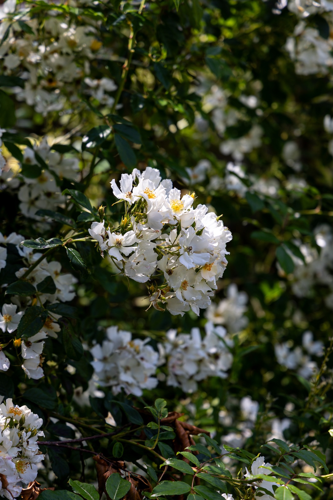 Townfield Lane, Mollington, CH1 - Currans Homes, Chester
