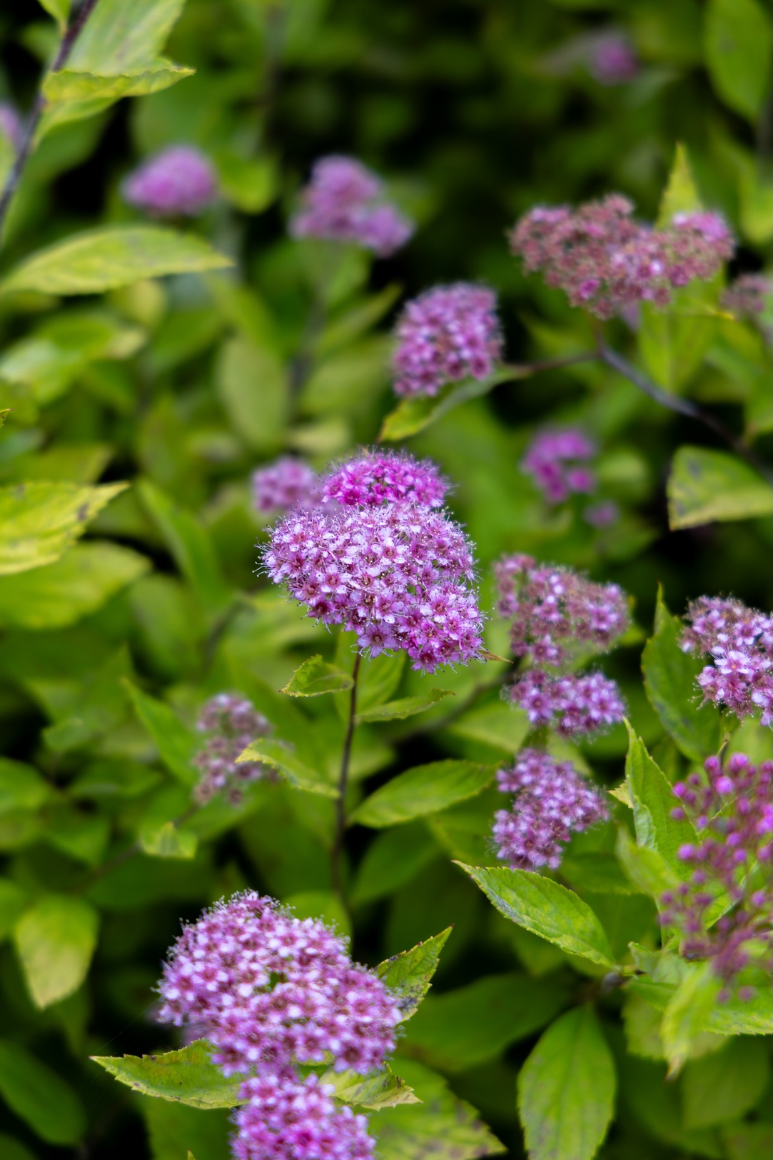 Townfield Lane, Mollington, CH1 - Currans Homes, Chester